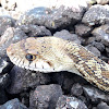 Sonoran Gopher Snake