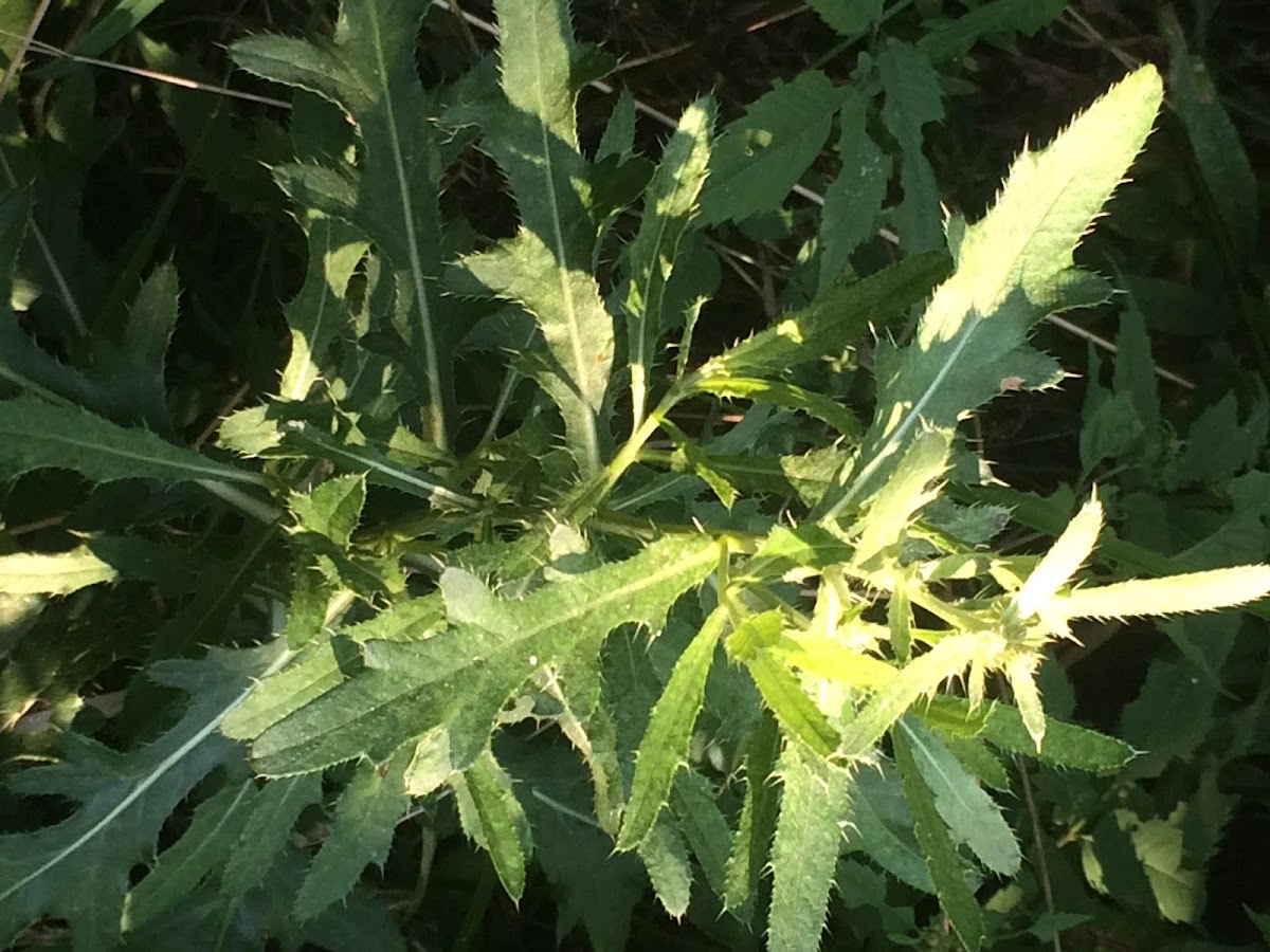 Canada Thistle