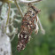 Bagworm Moth