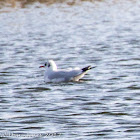 Black-headed Gull