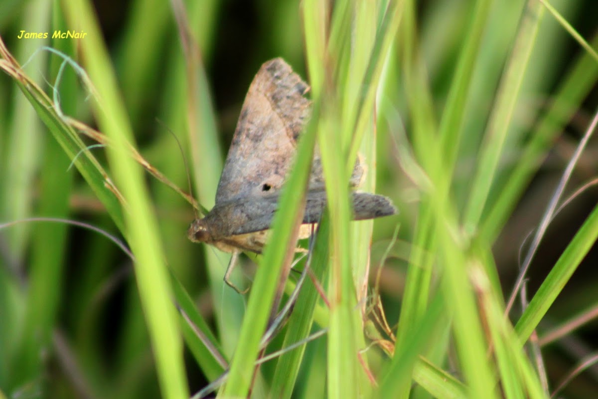 Florida Tetanolita Moth