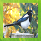 Download Magpie Bird Pictures For PC Windows and Mac 1.3