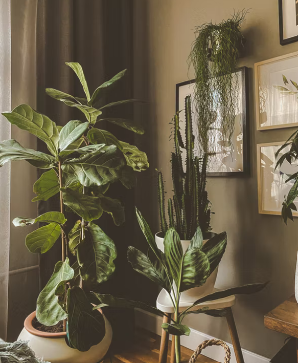 Healthy indoor plant situated in the living room