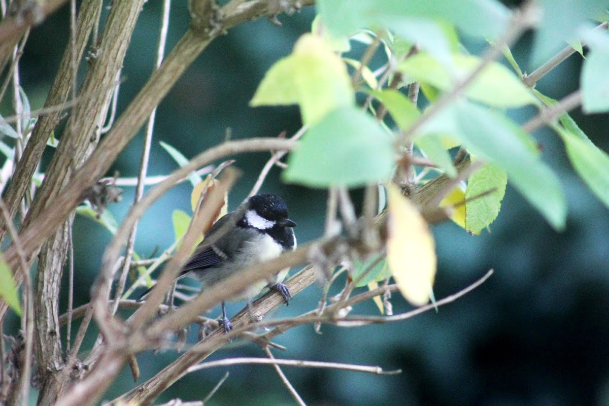 Coal Tit