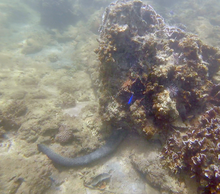 Black Sea Cucumber