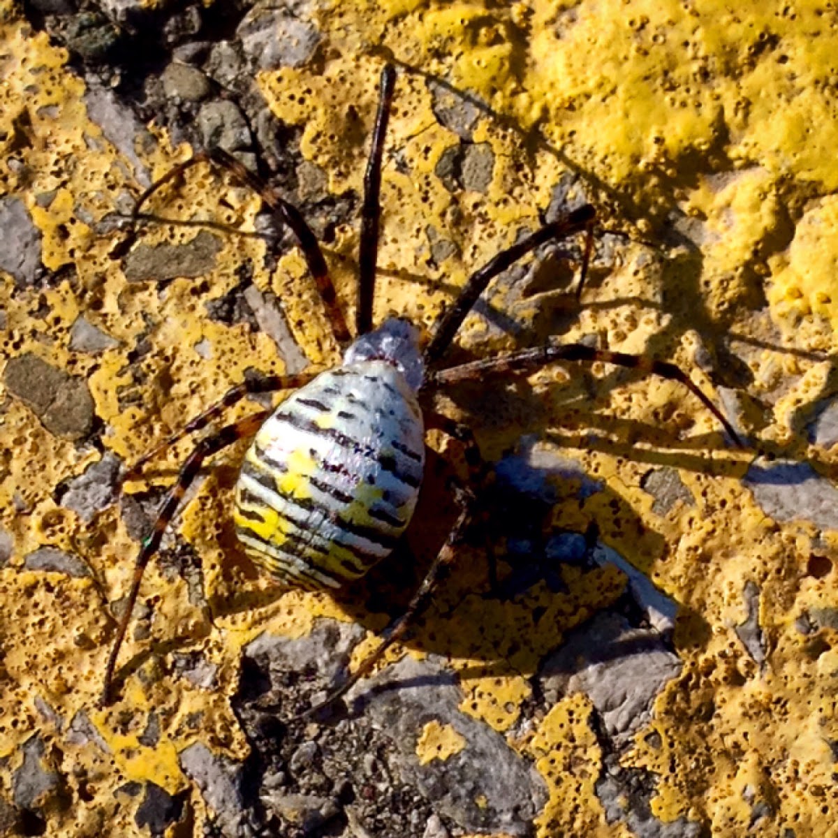 Banded Garden Spider