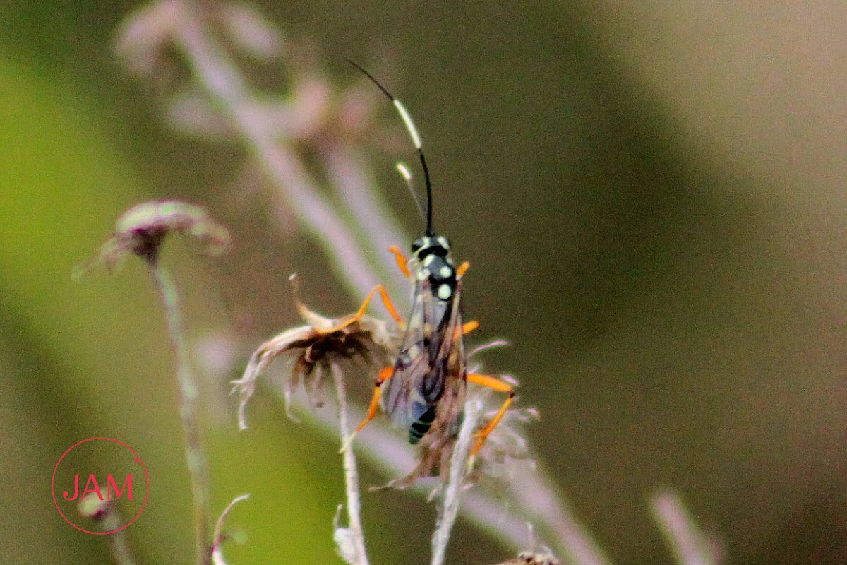 Black and White Ichneumon Wasp