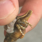 Left-handed Hermit Crab