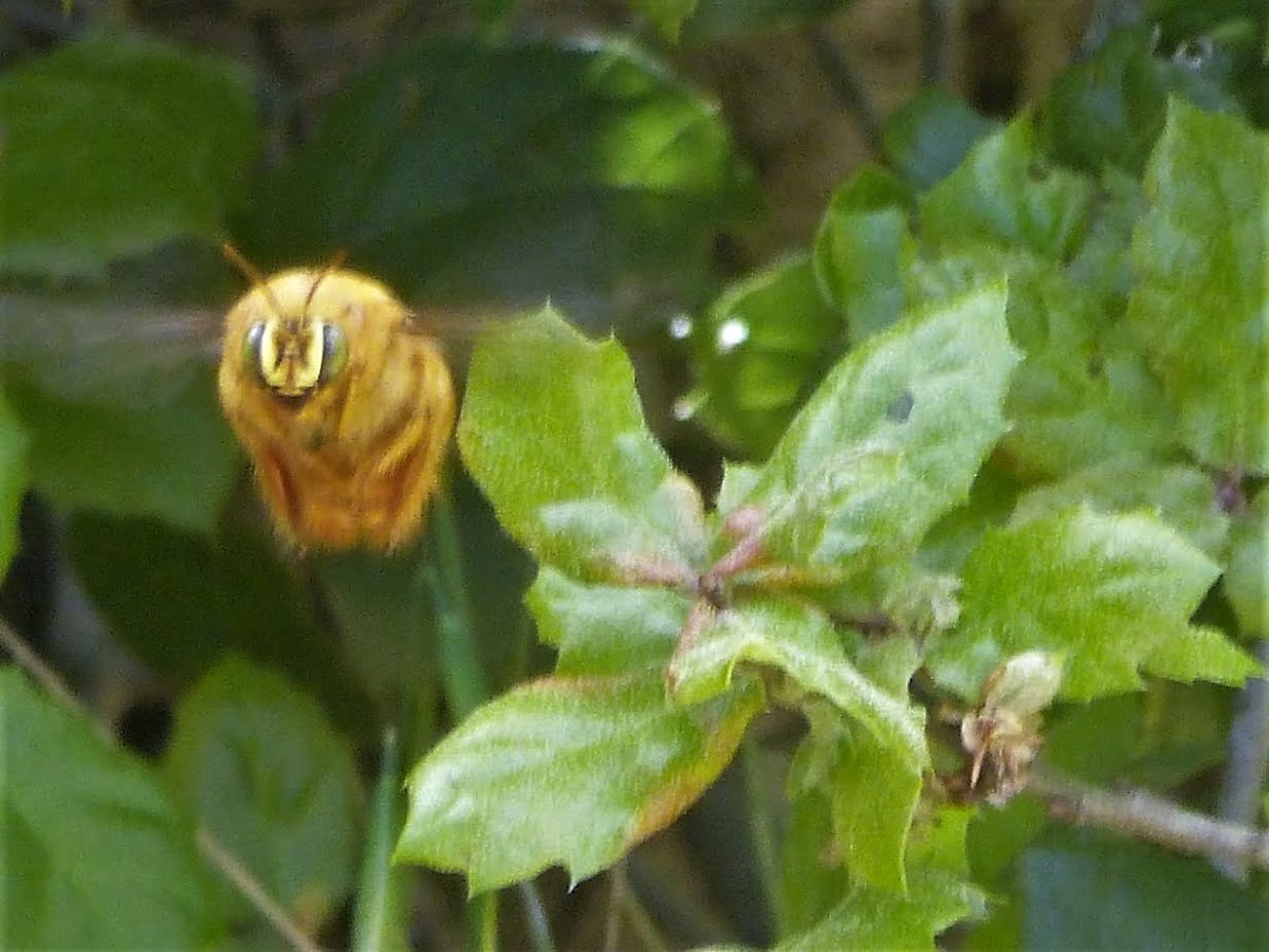 Valley carpenter bee