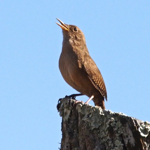 House Wren