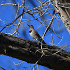 Northern Flicker