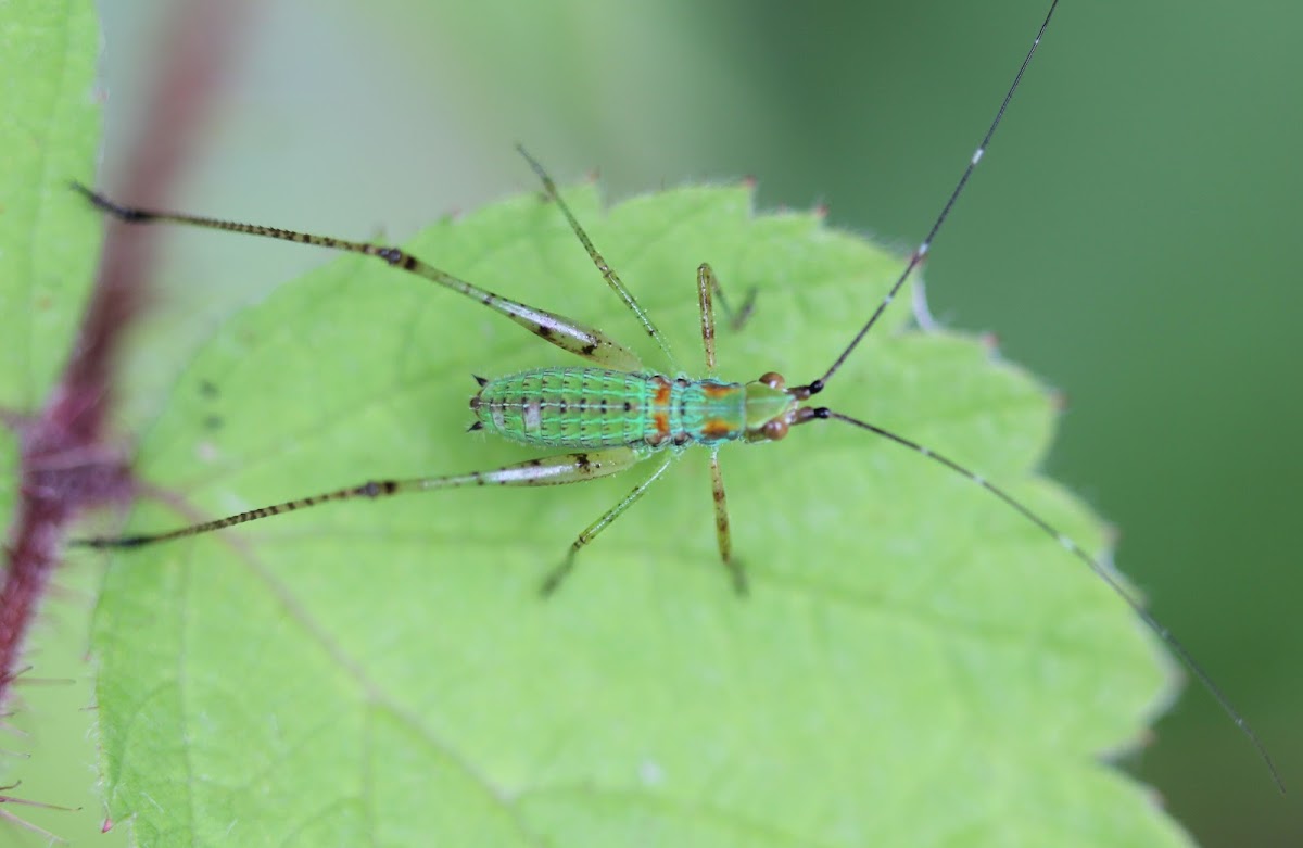 katydid nymph