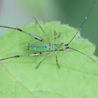 katydid nymph