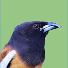 Rufous Treepie