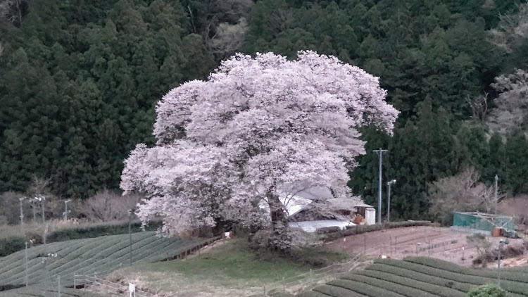 の投稿画像4枚目