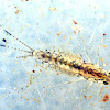 Mayfly larva