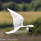 Black-headed Gull