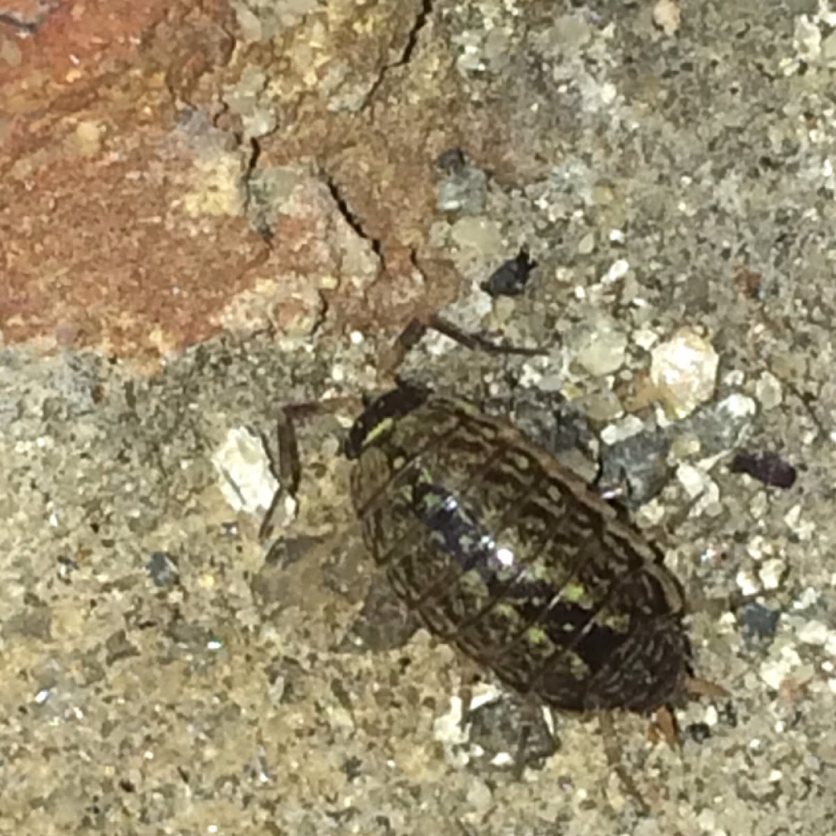 Common Striped Woodlouse