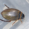 Spangled Diving Beetle