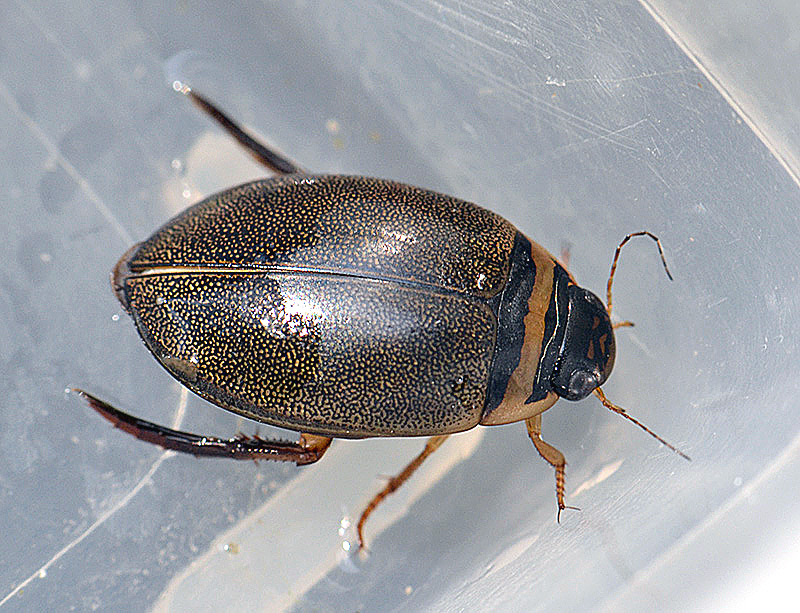 Spangled Diving Beetle