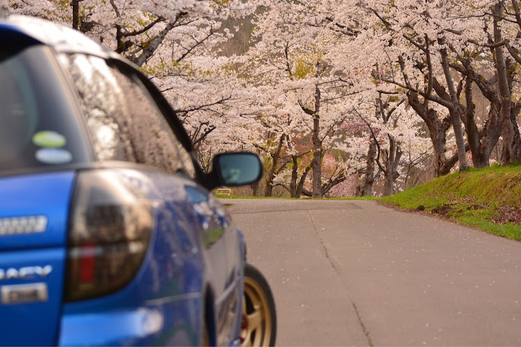レガシィツーリングワゴンのコロナウイルスに負けるな・桜撮影・北海道・D7100・一眼レフに関するカスタム事例の投稿画像5枚目