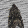 Large Mossy Lithacodia Moth