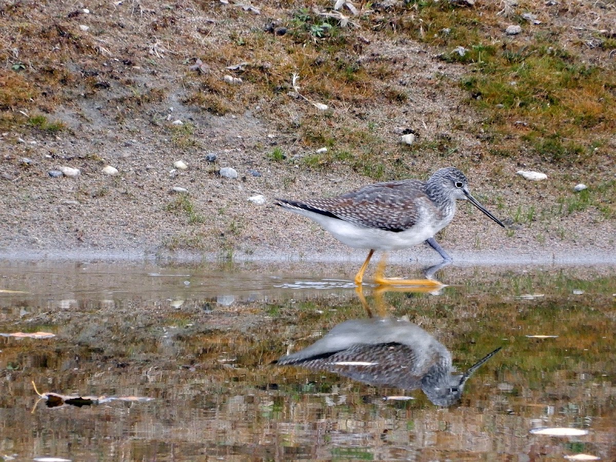 Short-billed Dowitcher