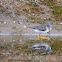 Short-billed Dowitcher