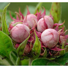 Clerodendrum chinense 重瓣臭茉莉