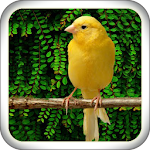 Cover Image of Download Singing Canary Master 1.0 APK