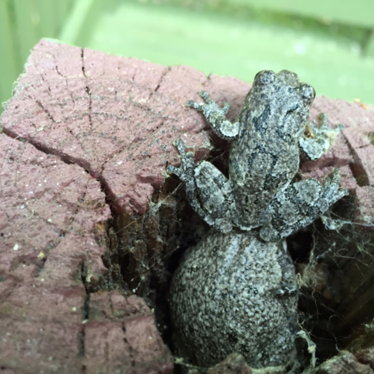 Eastern Gray Treefrog