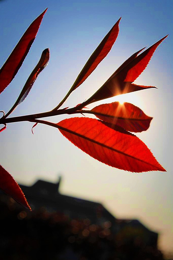 Red flowers di photos_enry