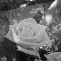 Soft white rose di 