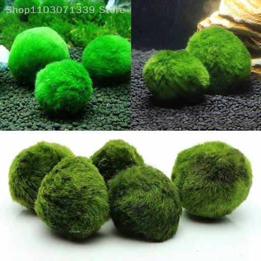 3-4cm Marimo Moss Balls Live Aquarium Plant Algae Fish Shrimp Tank Ornament Simulation Green Algae Balls Artificial Plan