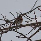 Brambling