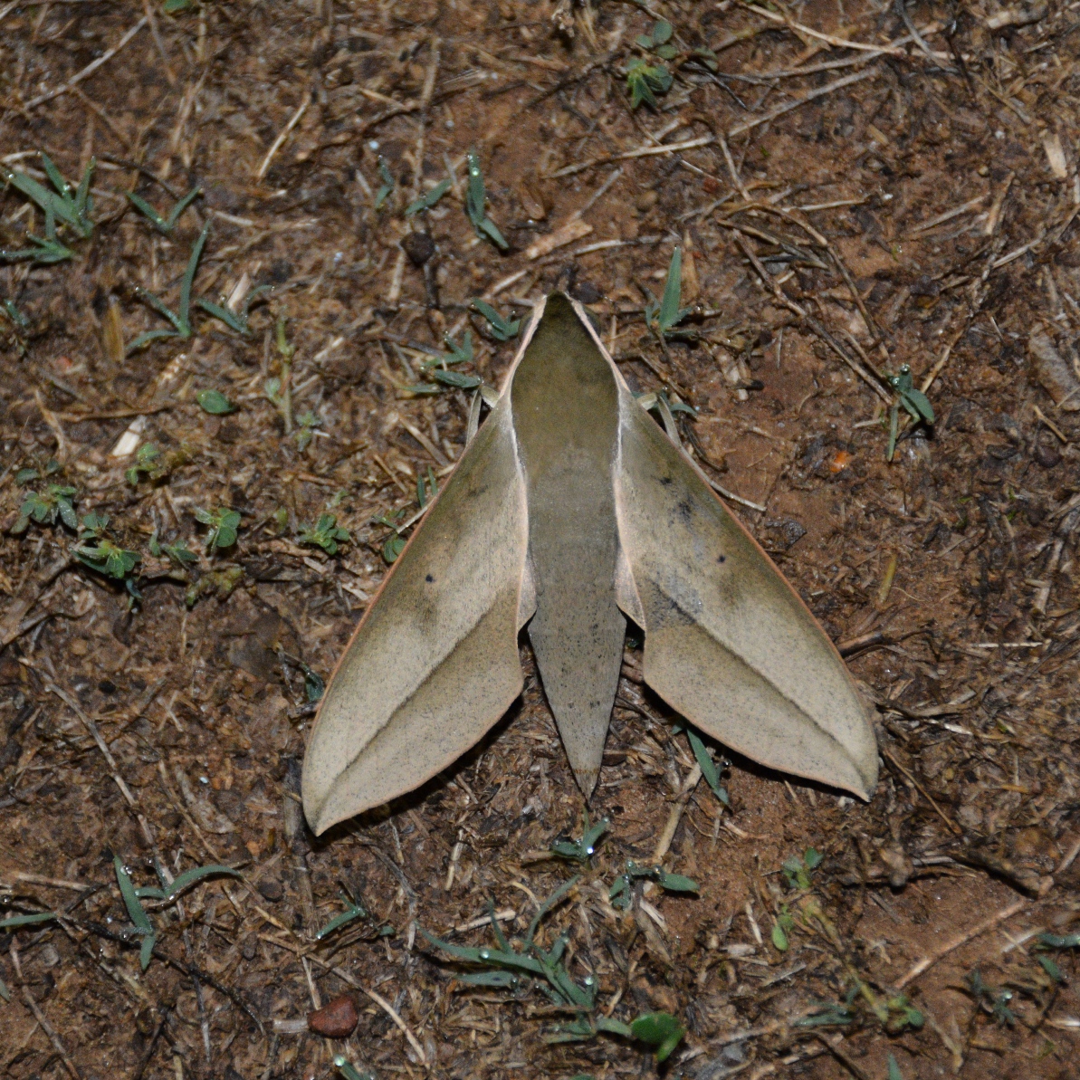 Theretra clotho Moth