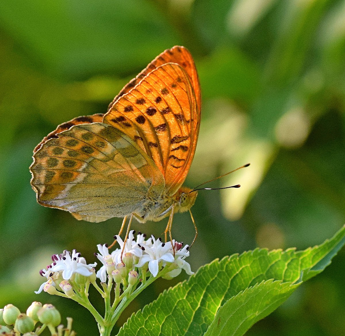 Silver-washed Fritillary