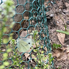 Cabbage White Butterfly