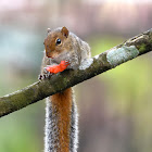 Indian Palm Squirrel