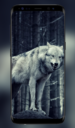 Featured image of post Wolf Wallpapers For Phone - Find and download wolf wallpaper on hipwallpaper.