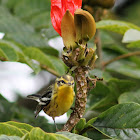 Reinita gorginaranja - Blackburnian Warbler