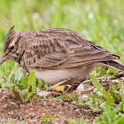 Skylark