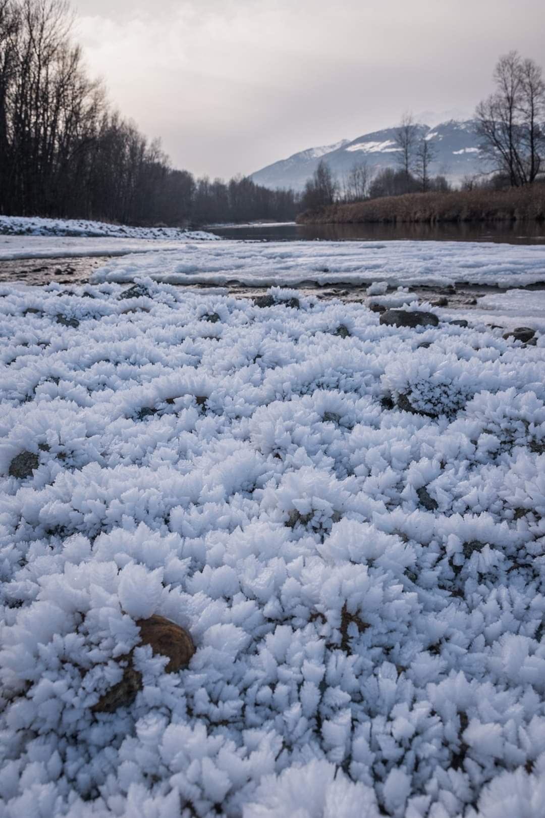 Fiori di ghiaccio di Eli2019