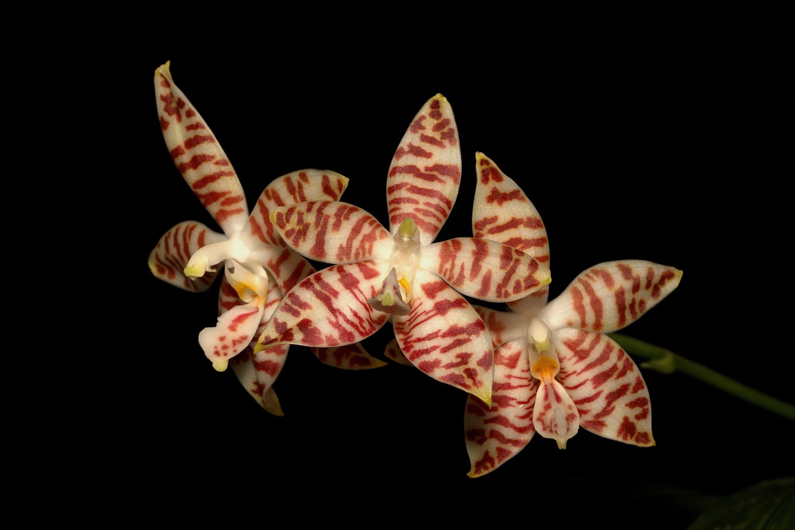 Phalaenopsis amboinensis Pvy_Ch1lCs7WQT7T_-_PWnU0dn0gnmNnsrffbNJtDDLNXpkTojD3XKQLtxC15oiXBfj0rSkETeNlga-whiqiz837GAEWC9jcwaekOdhwAFOgRcFdbF9K2RSp9BVMgS7em-BQiaZNPo5Bj1IQIhT2YiUGULH8fFeFJ5mDwa3Rw9s7Qa1rN8OH9SwRMlALAUgTWal7I_iq25_QFJ7o4B31UmQR5LBV_AVqJ2F5CvHgpeItEWT71V0530mQbNtOqe4fctbph7MZA4H_VKlHxIOizncsZ-mCUmVokOsYJdsn-snKs7BcJh6qBF3BYB6wqoHuESm_uMP8h_CCF8bDG0nXpNODrBmygdKgdAQAGnD2Q77SK2TrA8d2j_sJOl3_5oqhdWJwK5SL-5AMDBAHnF2_Qv9RyRQ0JWCeT_qv1s-SW_hxp5f1CGqCODWX4HdiWLL3aYjORFl9djlaMSE1WzvyshAtXGROf2yH0VlgiSnJo3Ds4Cqt8ZoJpEozulrj0GRg3bkWgbuazECmnlaimkn3UHEvAHTmUDJKRbOfjDFantlpQfbBsar5y4IzkYJgeGCwNdSdsAcsaie95aAfGrpbomDOfHzKy18f_gA0i1PNtaEv3rwqRMFVds98408i4pUOBHjJIJPDd5WXA07eDBbY4qazPx20UJ8DfPeHi5SFsg=w1611-h1073-no