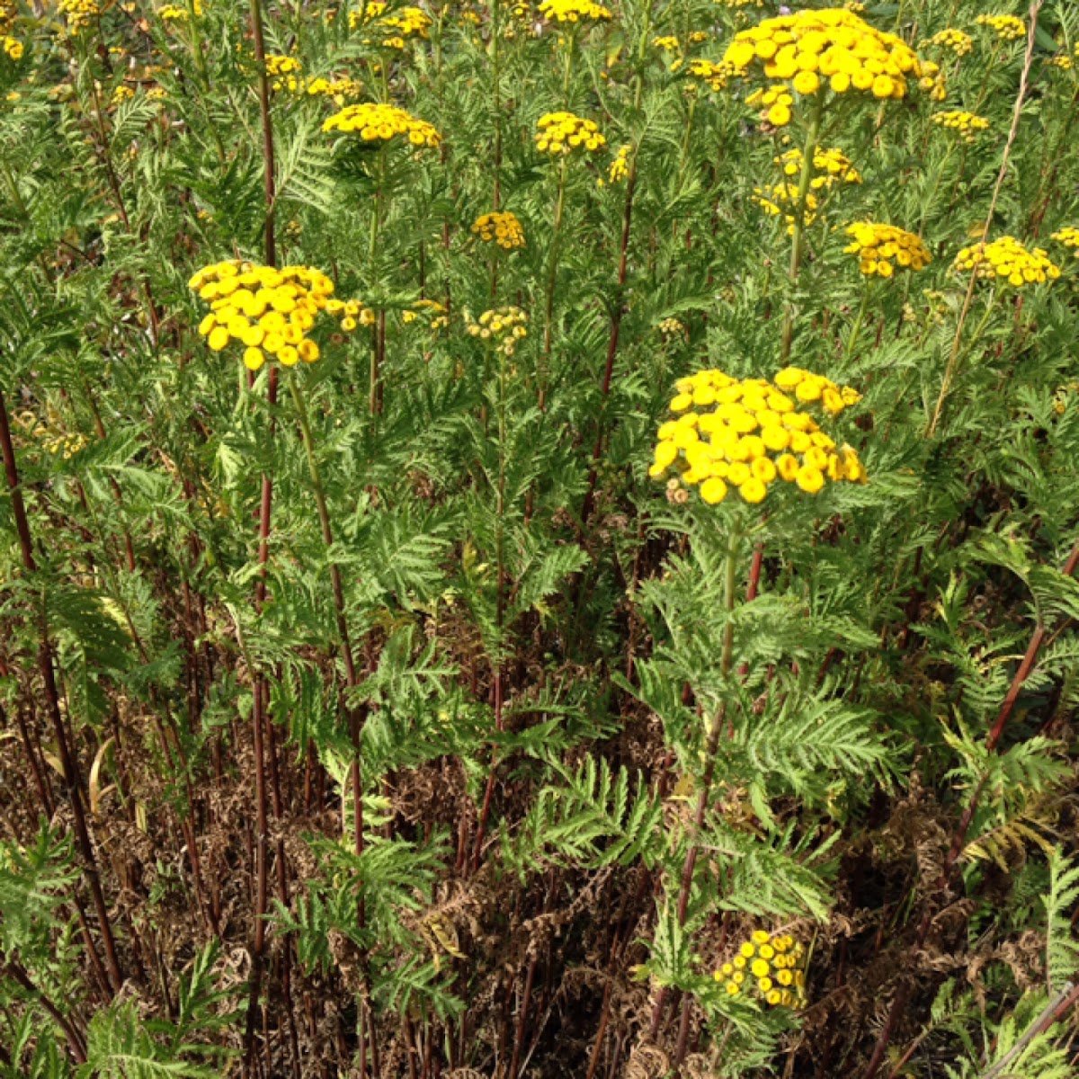 Tansy aka Bitter Buttons