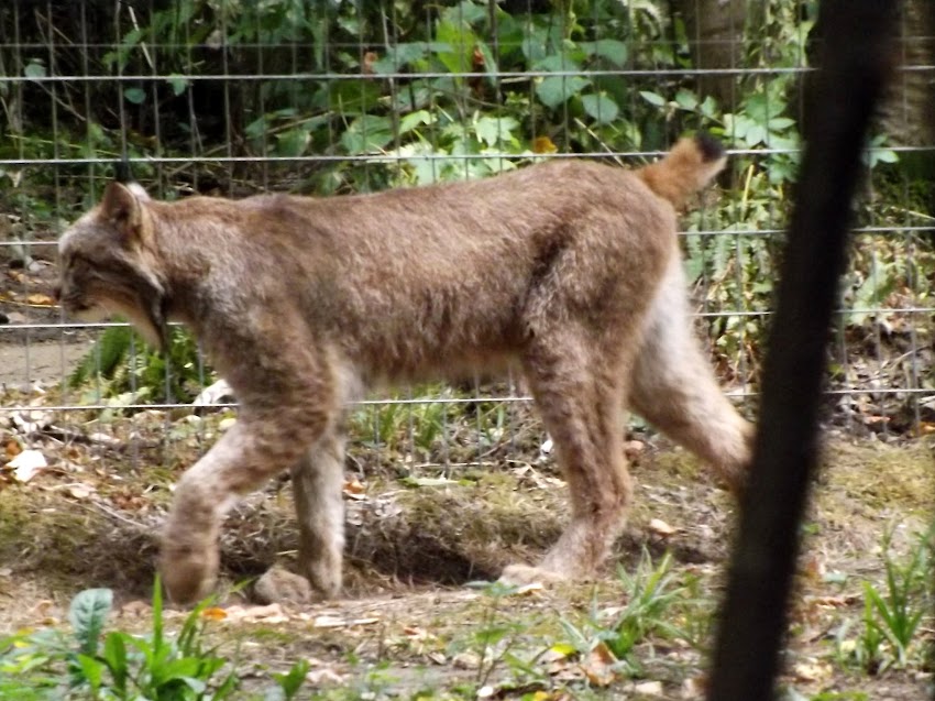 Lynx du Canada, Parc des Félins - Tous droits réservés