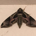 Pandora Sphinx Moth