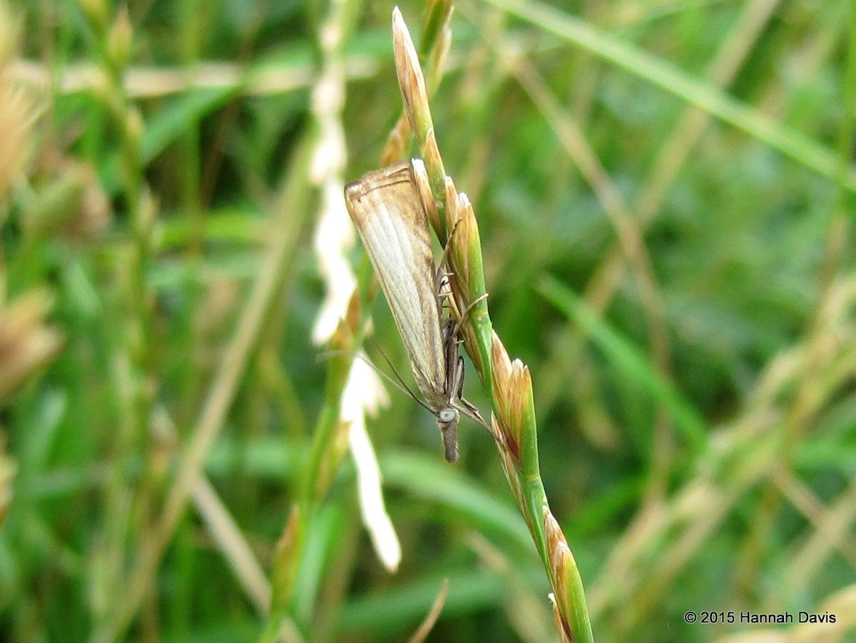 Unknown moth