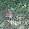 Eastern Towhee