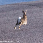 Hare